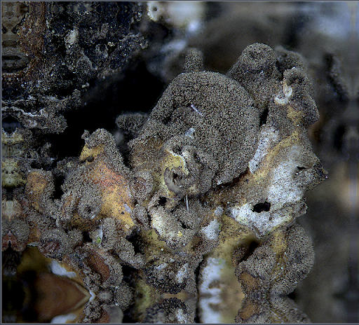 macrostoma
