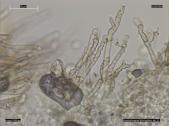 macrostoma