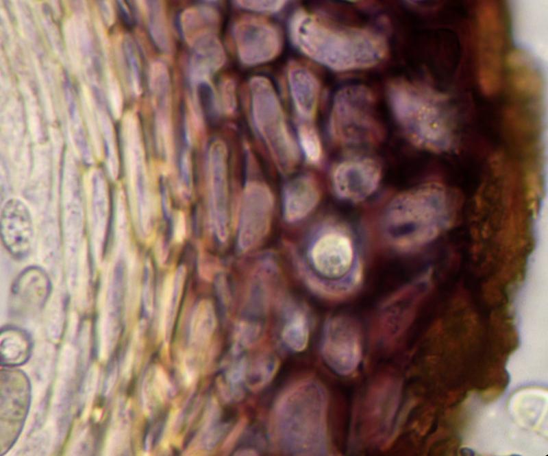 macrostoma
