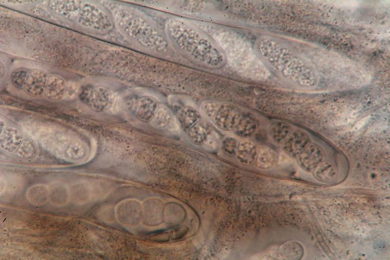 macrostoma