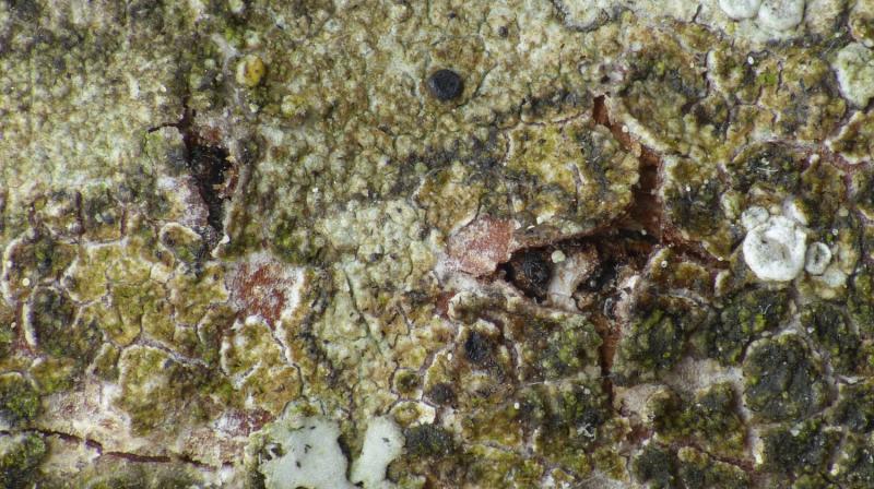 macrostoma