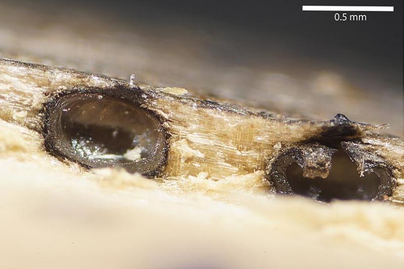 macrostoma