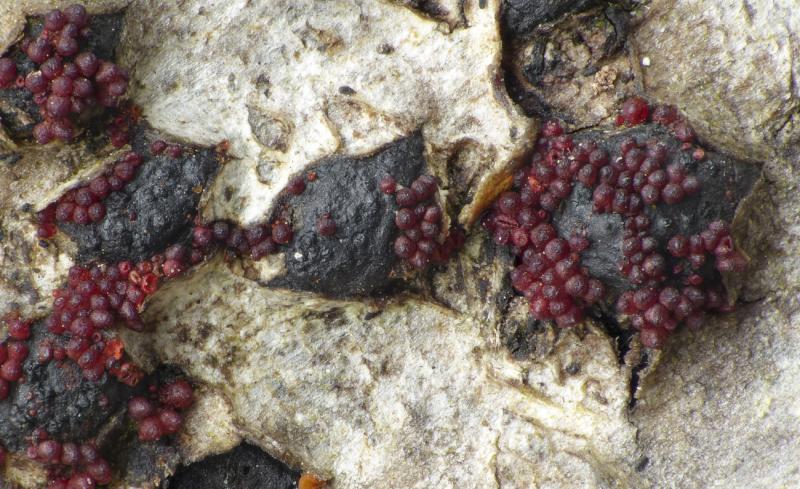 macrostoma