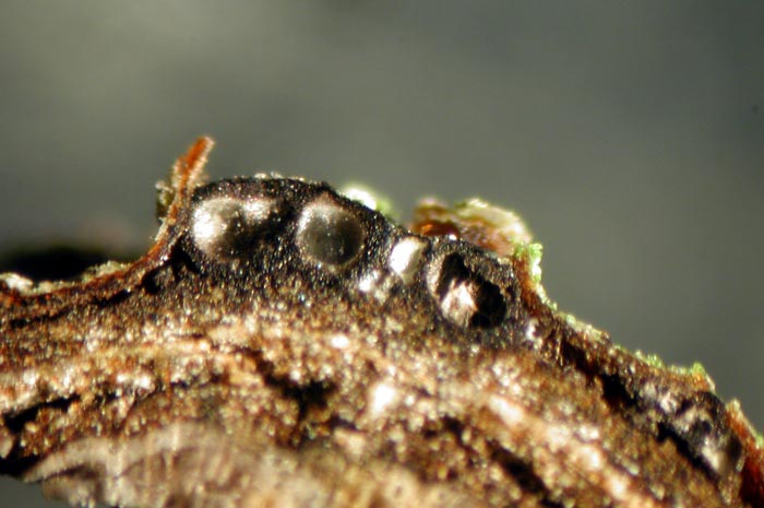 macrostoma