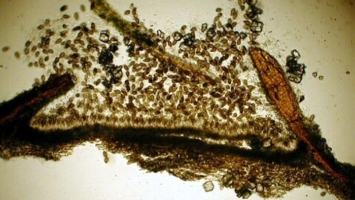 macrostoma