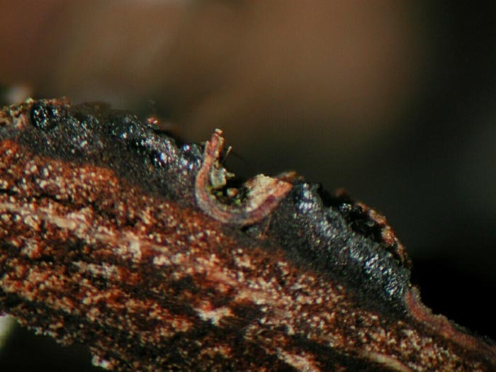 macrostoma