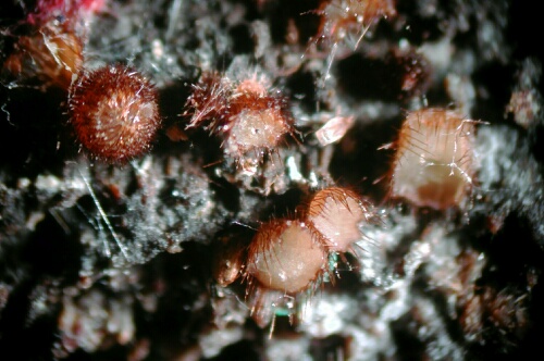 macrostoma
