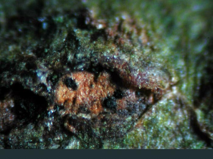macrostoma