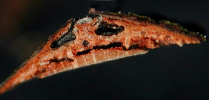 macrostoma