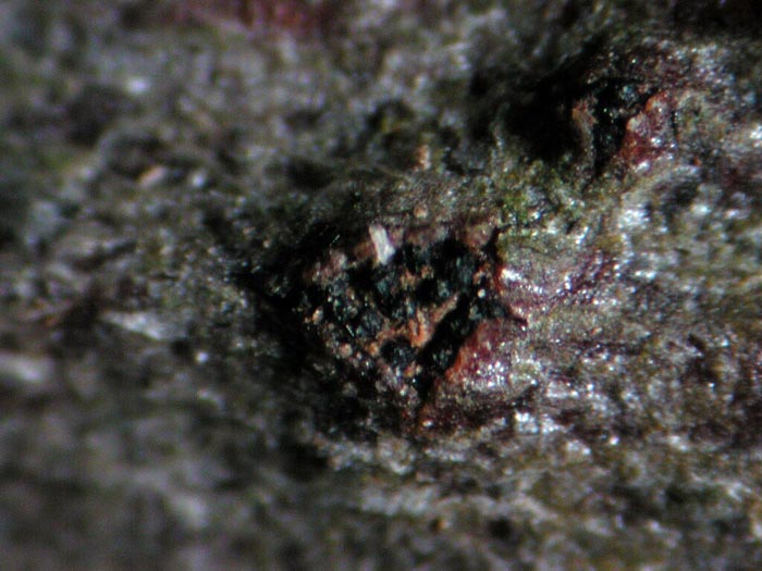 macrostoma