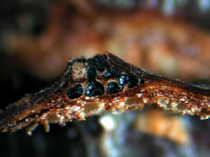 macrostoma