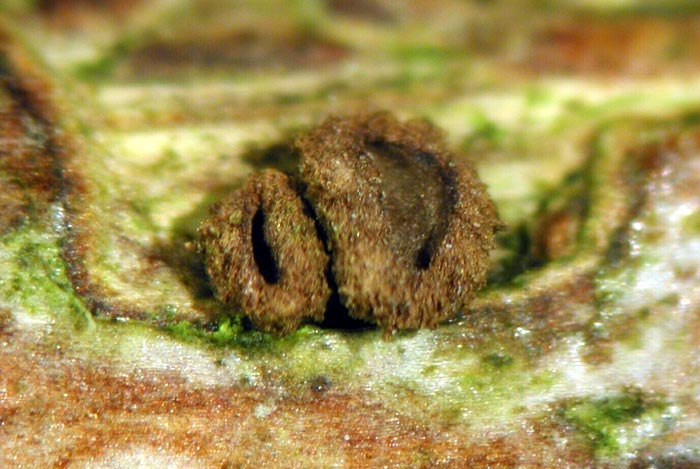 macrostoma