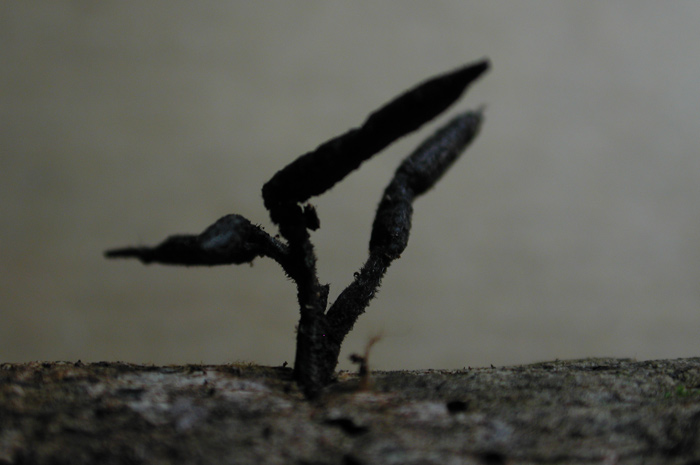 macrostoma