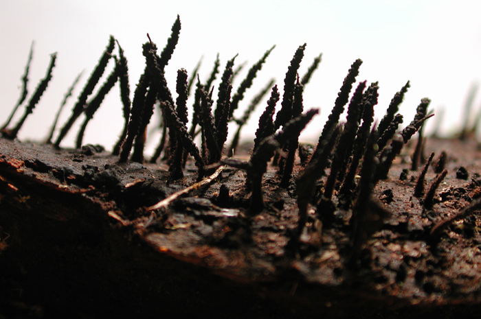 macrostoma