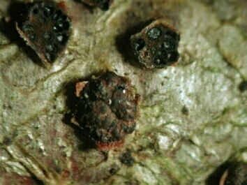 macrostoma