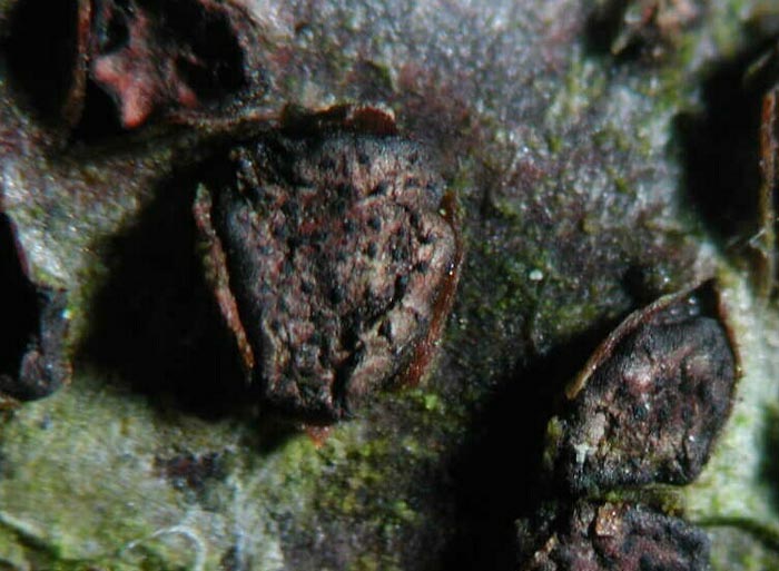 macrostoma