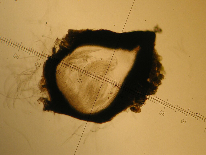 macrostoma