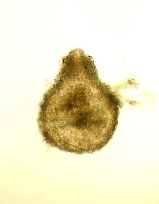 macrostoma