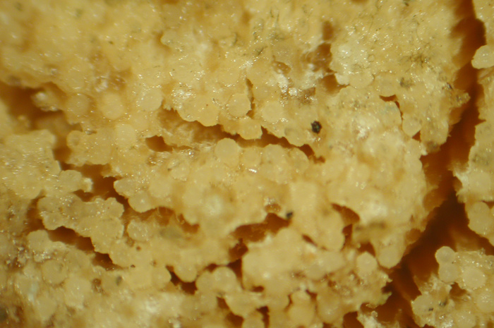macrostoma