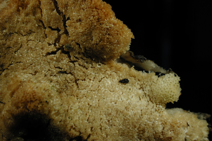 macrostoma