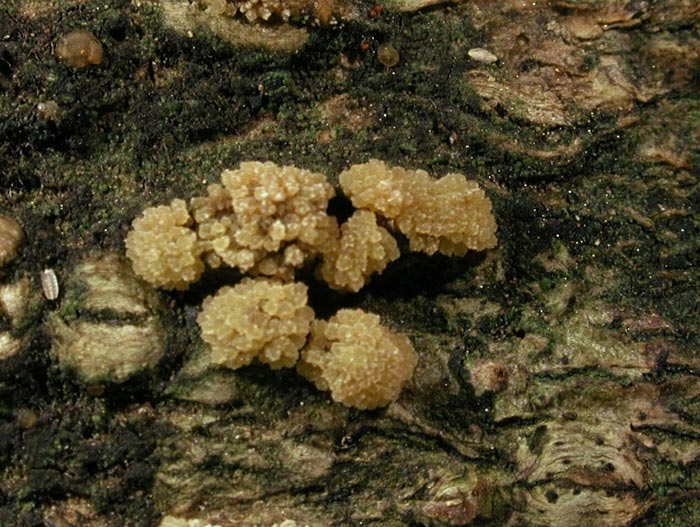 macrostoma