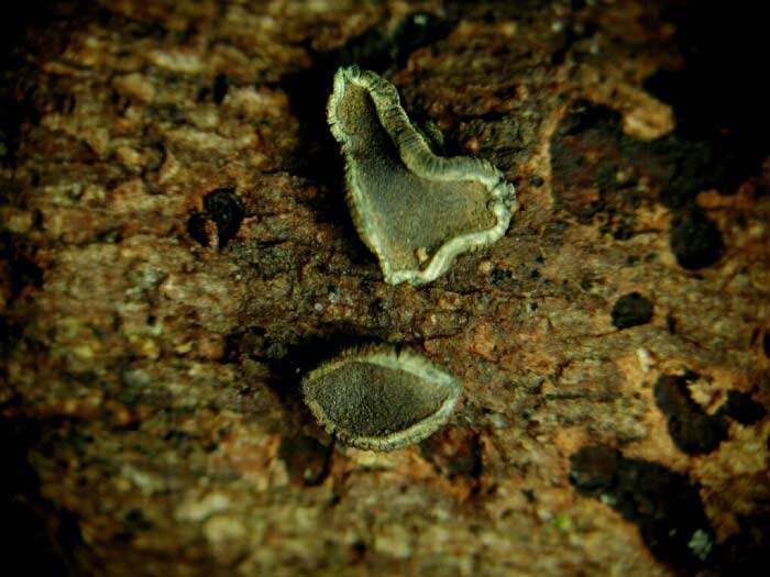 macrostoma