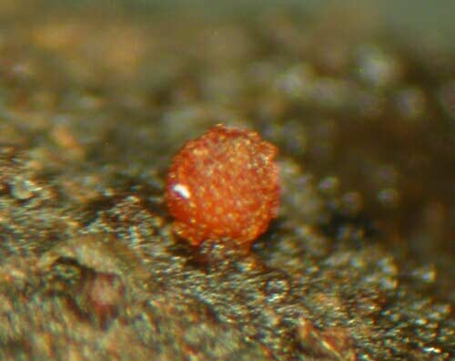 macrostoma