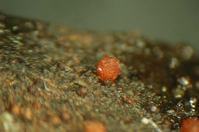 macrostoma