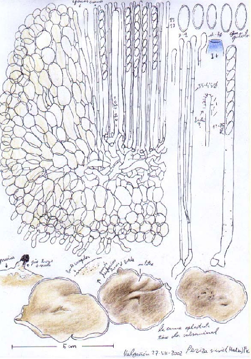 macrostoma