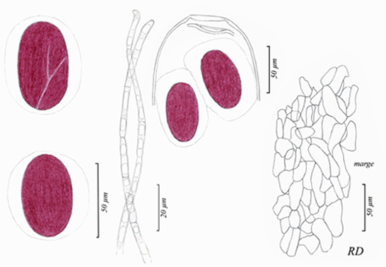 macrostoma