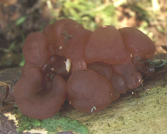 macrostoma
