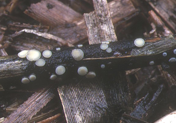 macrostoma