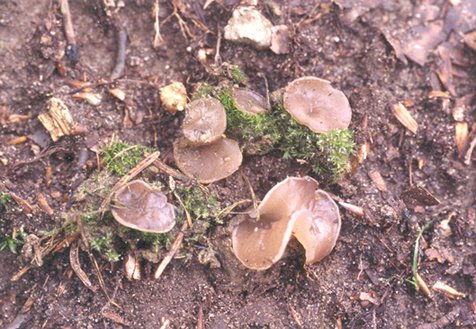 macrostoma