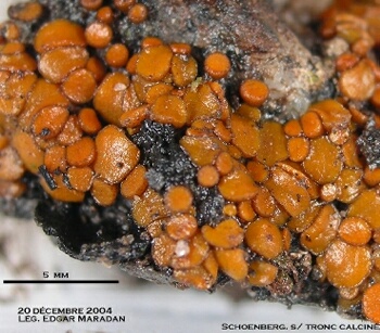 macrostoma