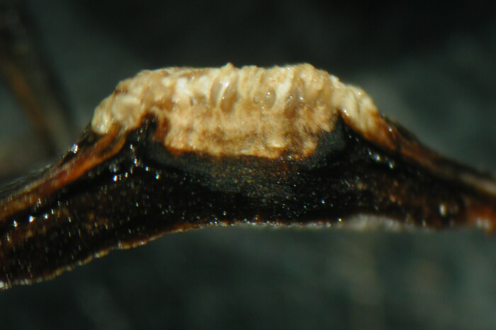 macrostoma