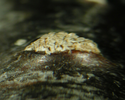 macrostoma
