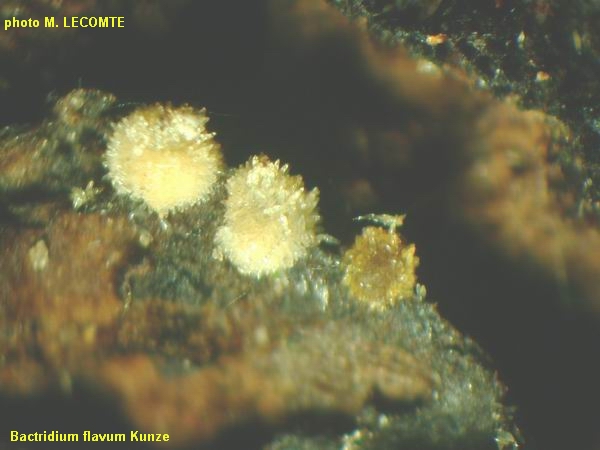 macrostoma