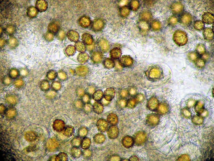 macrostoma