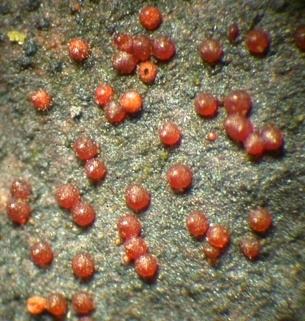 macrostoma