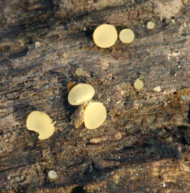 macrostoma
