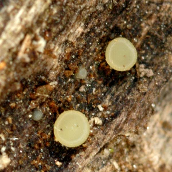 macrostoma