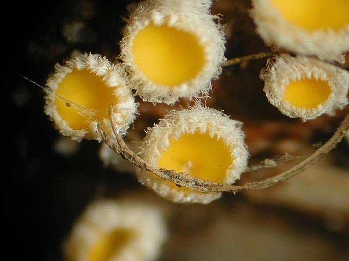 macrostoma