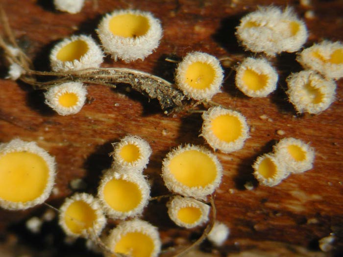 macrostoma