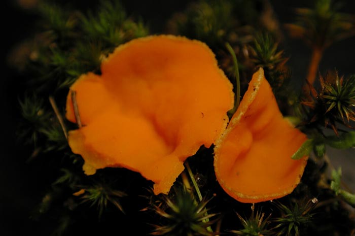 macrostoma