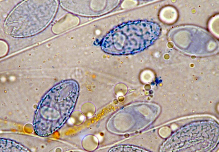 macrostoma