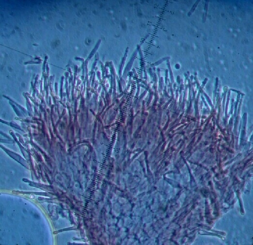 macrostoma