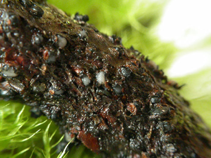 macrostoma