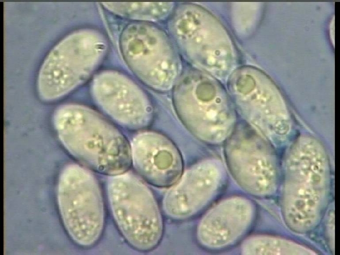 macrostoma