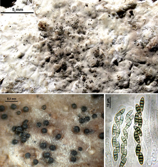 macrostoma