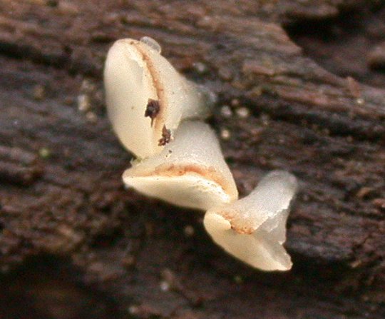 macrostoma